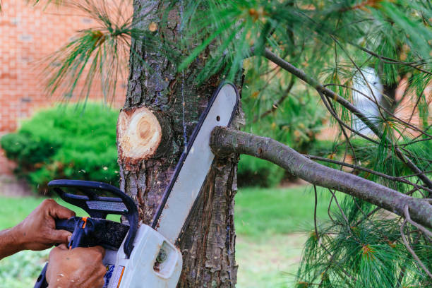 Trusted Bloomington, CA Tree Services Experts